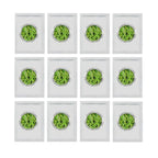 Yogurt Starter Cultures - Pack of 12 Freeze-Dried Sachets for Lactobacillus Rhamnosus and L.Gasseri Yogurt (12 sachets Pack) - Damaged Box Natural Probiotic Selection