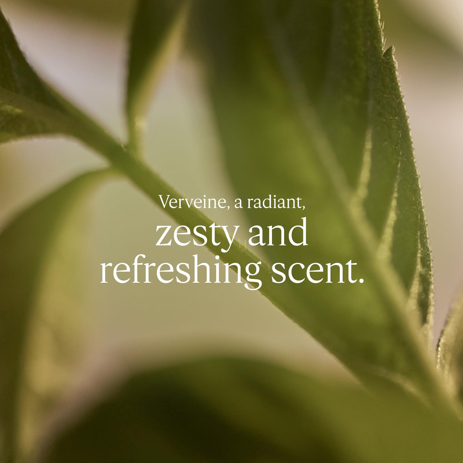 L'OCCITANE - Verbena (Verveine) Eau de Toilette - 100 ml - Zesty and refreshing fragrance - Made in France