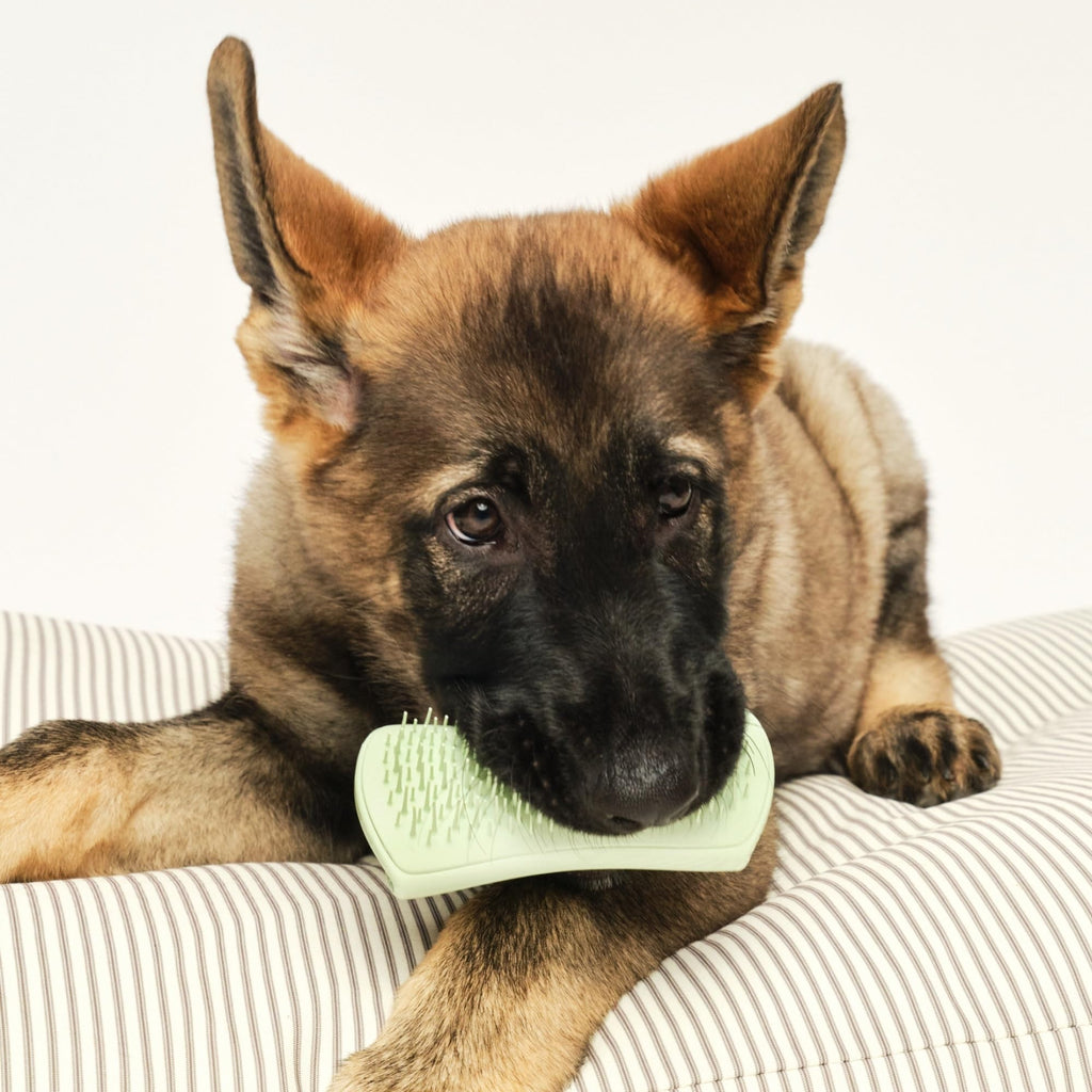 Tangle Teezer | Pet Teezer | Puppy Grooming Brush | Short, Medium Hair | Soft Bristles to Detangle Knots | Mint - Damaged Box