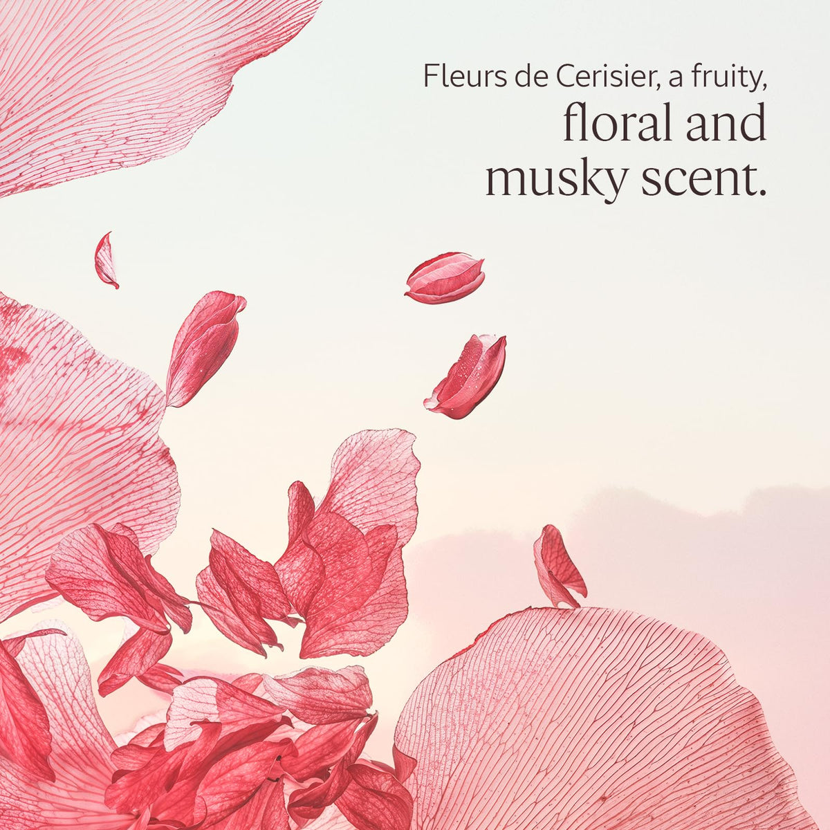 L'OCCITANE Cherry Blossom Body Lotion - Fleurs de Cerisier - 250ml Moisturising Skin Care - New